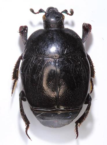Saprinus subnitescens